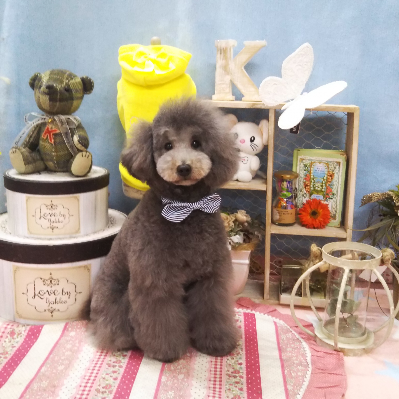 トイプードル 成犬分譲 5万円 三重県鈴鹿市で子犬販売中 カワムラっ子puppyのご紹介