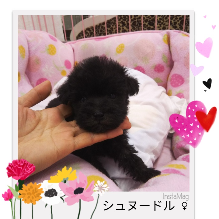 シュヌードル 三重県鈴鹿市で子犬販売中 カワムラっ子puppyのご紹介